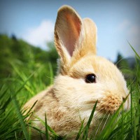 /album/mananca-sanatos-ro/photolia-a03-jpg/