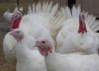 /album/mananca-sanatos-ro/desc%c4%83rcare-jpg/